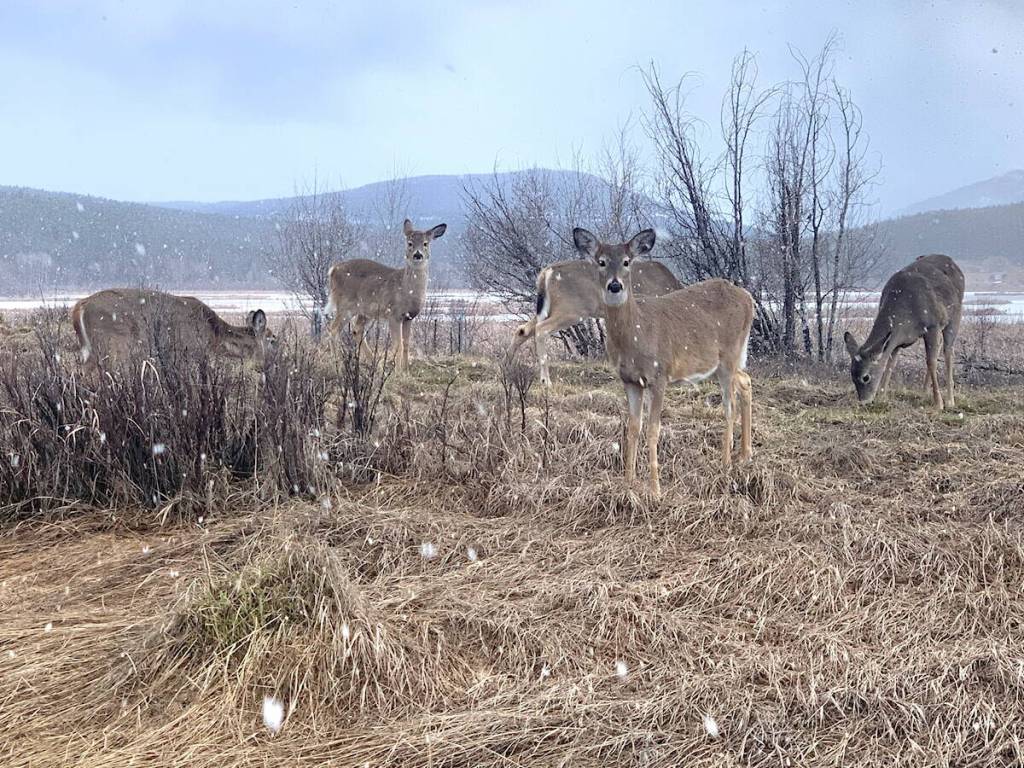 The province implemented a special hunt in January 2026 for whitetail and mule deer around Cranbrook in response to Chronic Wasting Disease. The result: 228 deer were harvested, no CWD was detected. (Barry Coulter photo)